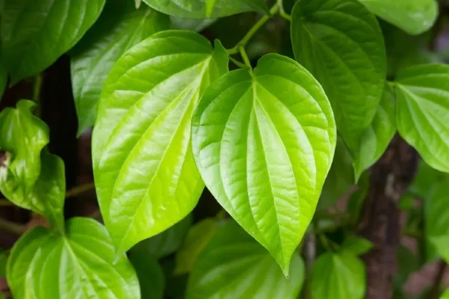 Lý do gì chị em lựa chọn I'm Nature nhiều như thế ?