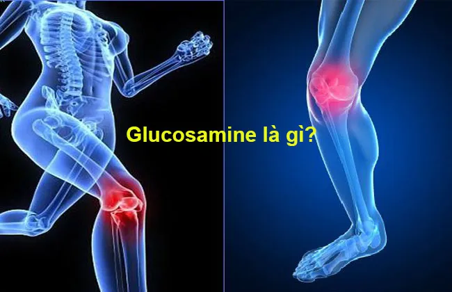 Glucosamine l&agrave; g&igrave;