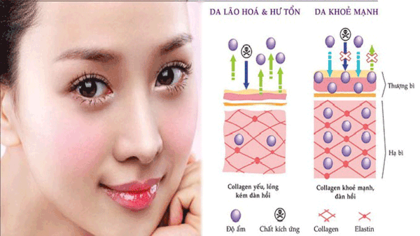 Collagen v&agrave; những điều bạn chưa biết&nbsp;