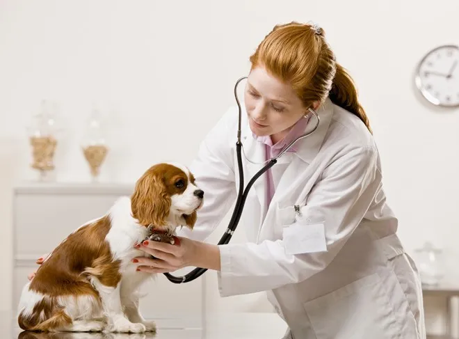 Đừng ngại nhờ sự tư vấn của b&aacute;c sĩ th&uacute; y