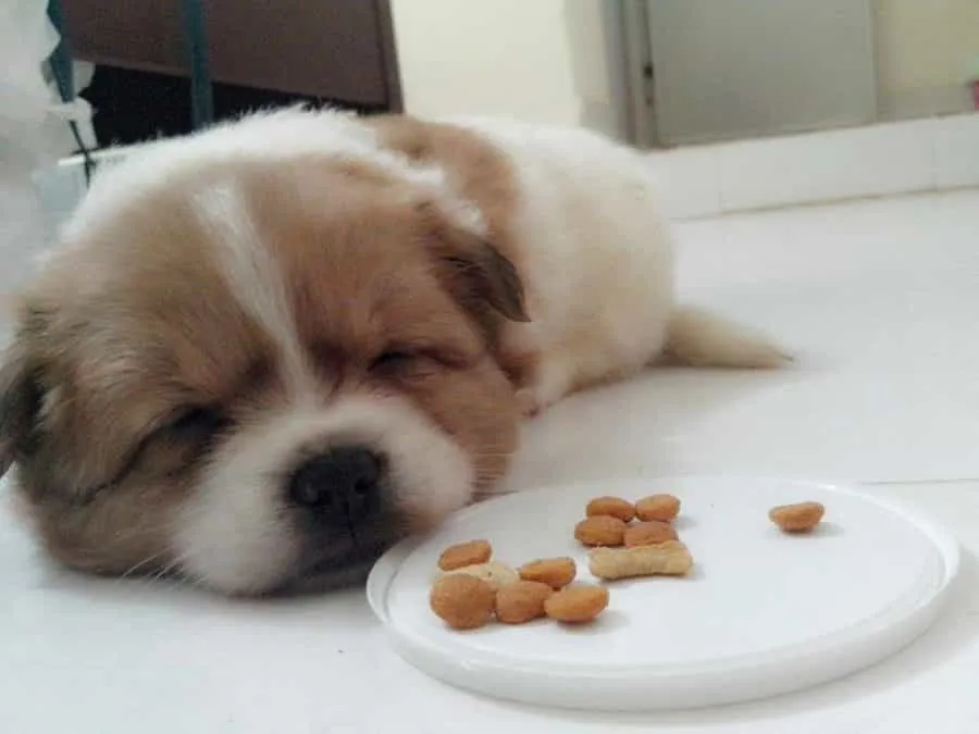 Ch&oacute; bệnh bỏ ăn