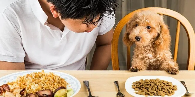 Chỉ n&ecirc;n cho ch&oacute; ăn nhạt trong v&ograve;ng 1 - 2 ng&agrave;y