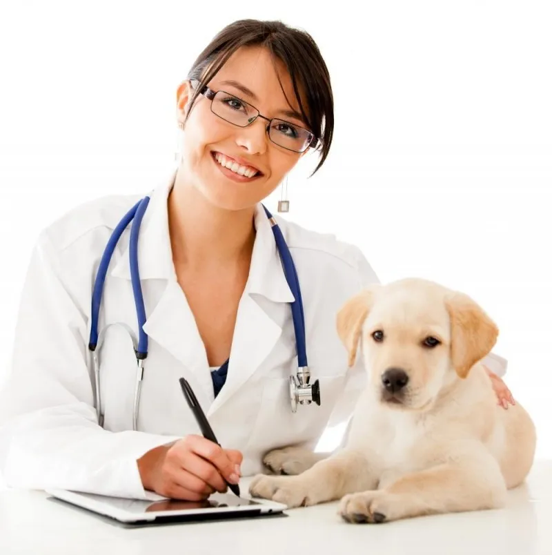 Đến cơ sở th&uacute; y uy t&iacute;n để thăm kh&aacute;m