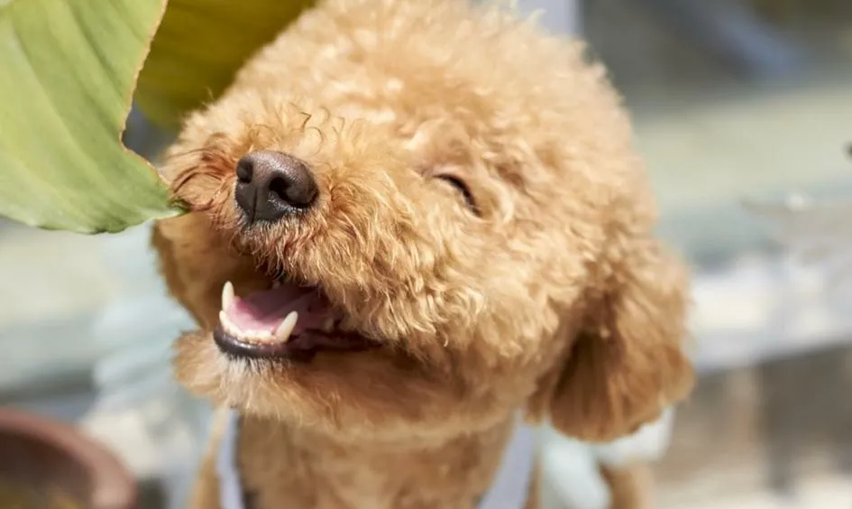 Poodle c&oacute; ngoại h&igrave;nh đẹp, dễ thương, t&iacute;nh c&aacute;ch hiền h&ograve;a