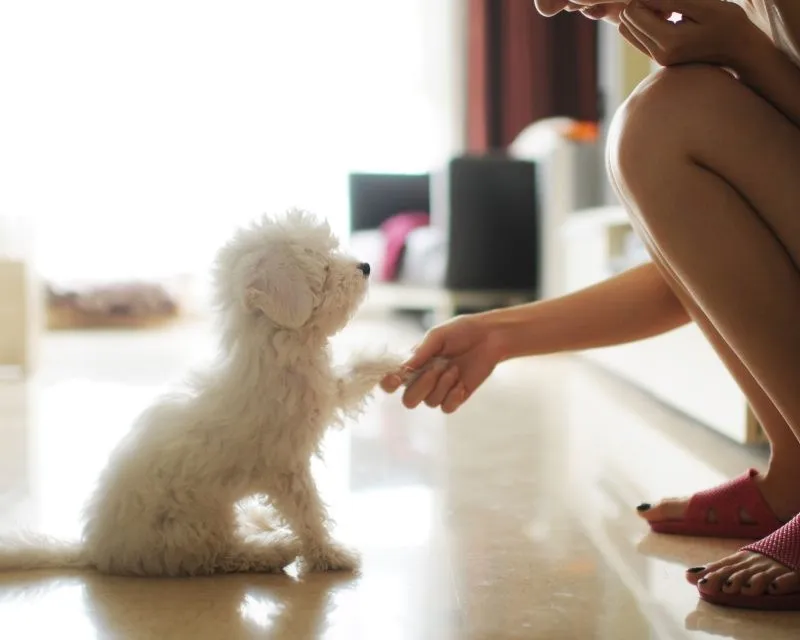 Huấn luyện Poodle trong mọi h&agrave;nh động