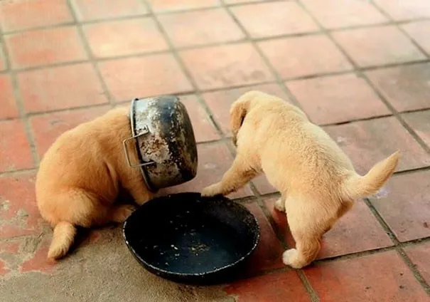 Tẩy giun sau bữa ăn s&aacute;ng l&agrave; th&iacute;ch hợp