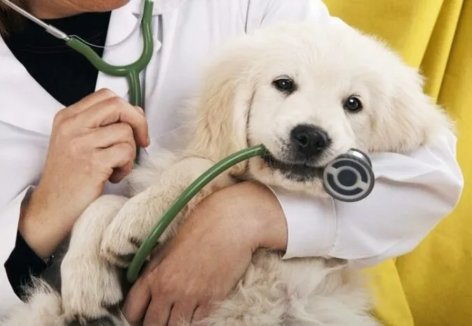 C&aacute;c d&ograve;ng thuốc tẩy giun cho ch&oacute; con