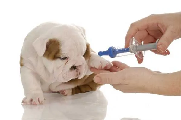 Ti&ecirc;m ph&ograve;ng cho th&uacute; cưng để tr&aacute;nh bệnh tật 