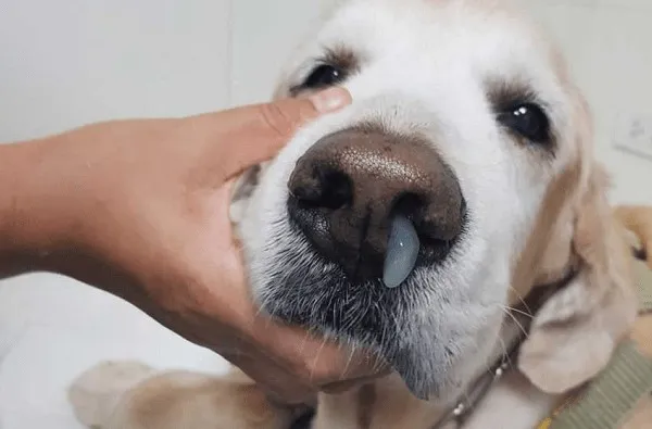 Bệnh Care ở ch&oacute; khi biểu hiện qua đường h&ocirc; hấp khiến th&uacute; cưng bị vi&ecirc;m mũi