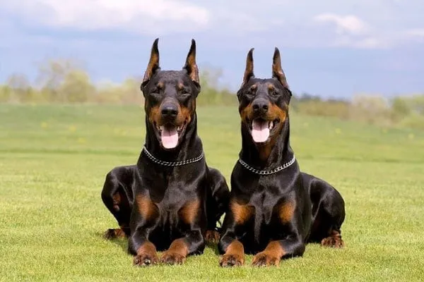 Ch&oacute; Doberman