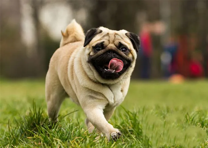 Ch&oacute; Pug