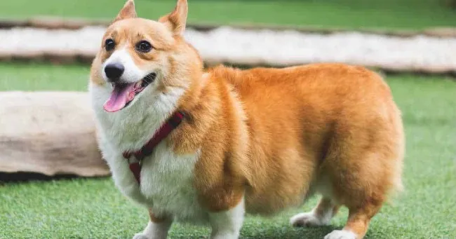 Ch&oacute; Corgi