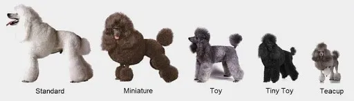 Poodle c&oacute; tuổi thọ trung b&igrave;nh từ 12 - 15 năm