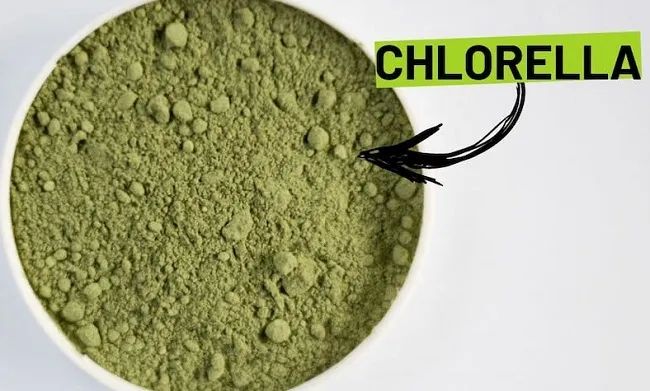 Tảo Chlorella l&agrave; g&igrave;