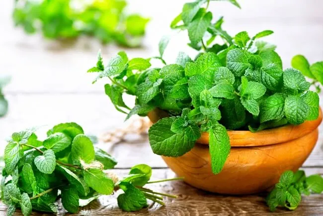 C&aacute;ch l&agrave;m thơm miệng- Nhai l&aacute; bạc h&agrave; tươi hoặc m&ugrave;i t&acirc;y