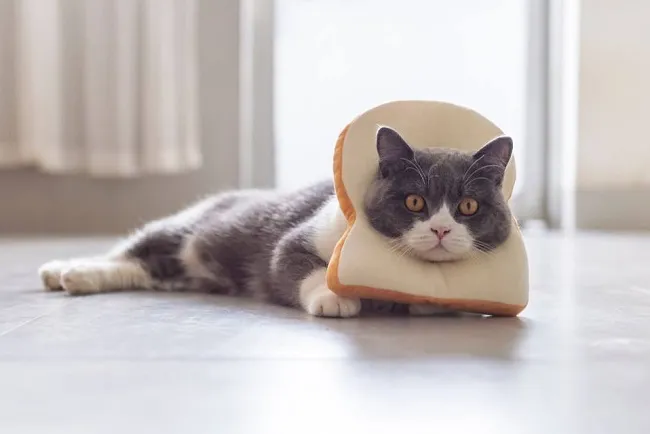 Kh&ocirc;ng n&ecirc;n cho m&egrave;o ăn qu&aacute; nhiều b&aacute;nh m&igrave;