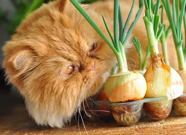 Kh&ocirc;ng n&ecirc;n cho m&egrave;o ăn h&agrave;nh v&agrave; tỏi