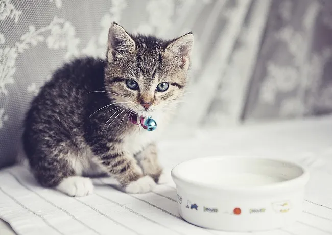 Sữa b&ograve; c&oacute; thể ảnh hưởng kh&ocirc;ng tốt cho ti&ecirc;u h&oacute;a của m&egrave;o