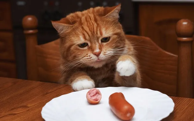 M&egrave;o ăn x&uacute;c x&iacute;ch được kh&ocirc;ng