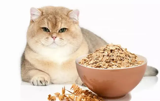 M&egrave;o c&oacute; thể ăn c&aacute;c loại ngũ cốc