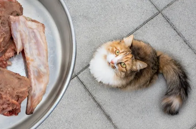 Xương m&oacute;n ăn hỗ trợ tốt cho răng v&agrave; nướu của m&egrave;o