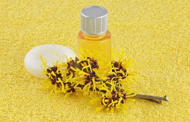 C&aacute;ch l&agrave;m xịt kho&aacute;ng cho da dầu mụn từ chiết xuất c&acirc;y phỉ