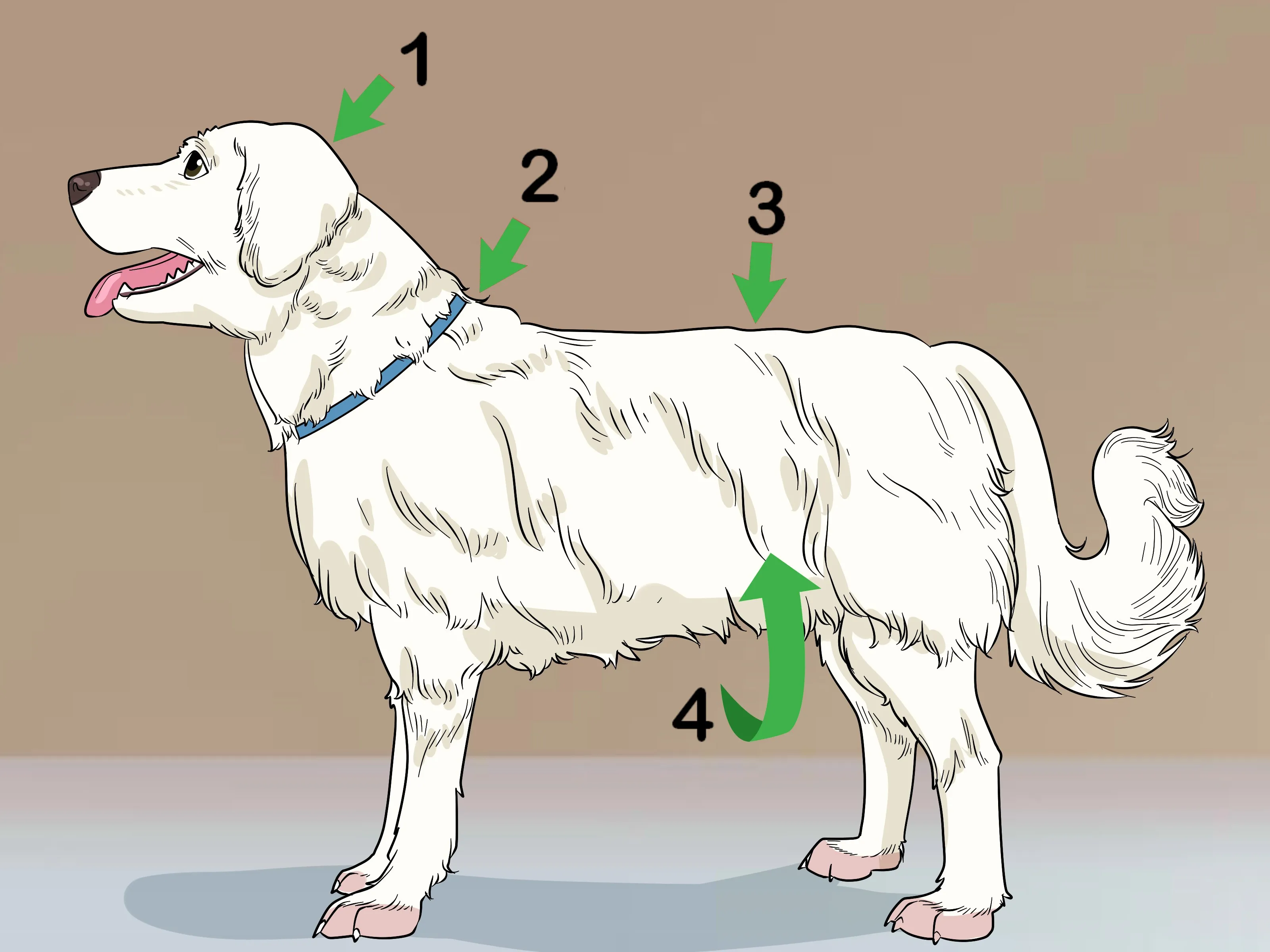 Thực hiện cắt chậm r&atilde;i khi cắt tỉa l&ocirc;ng ch&oacute; Poodle đẹp