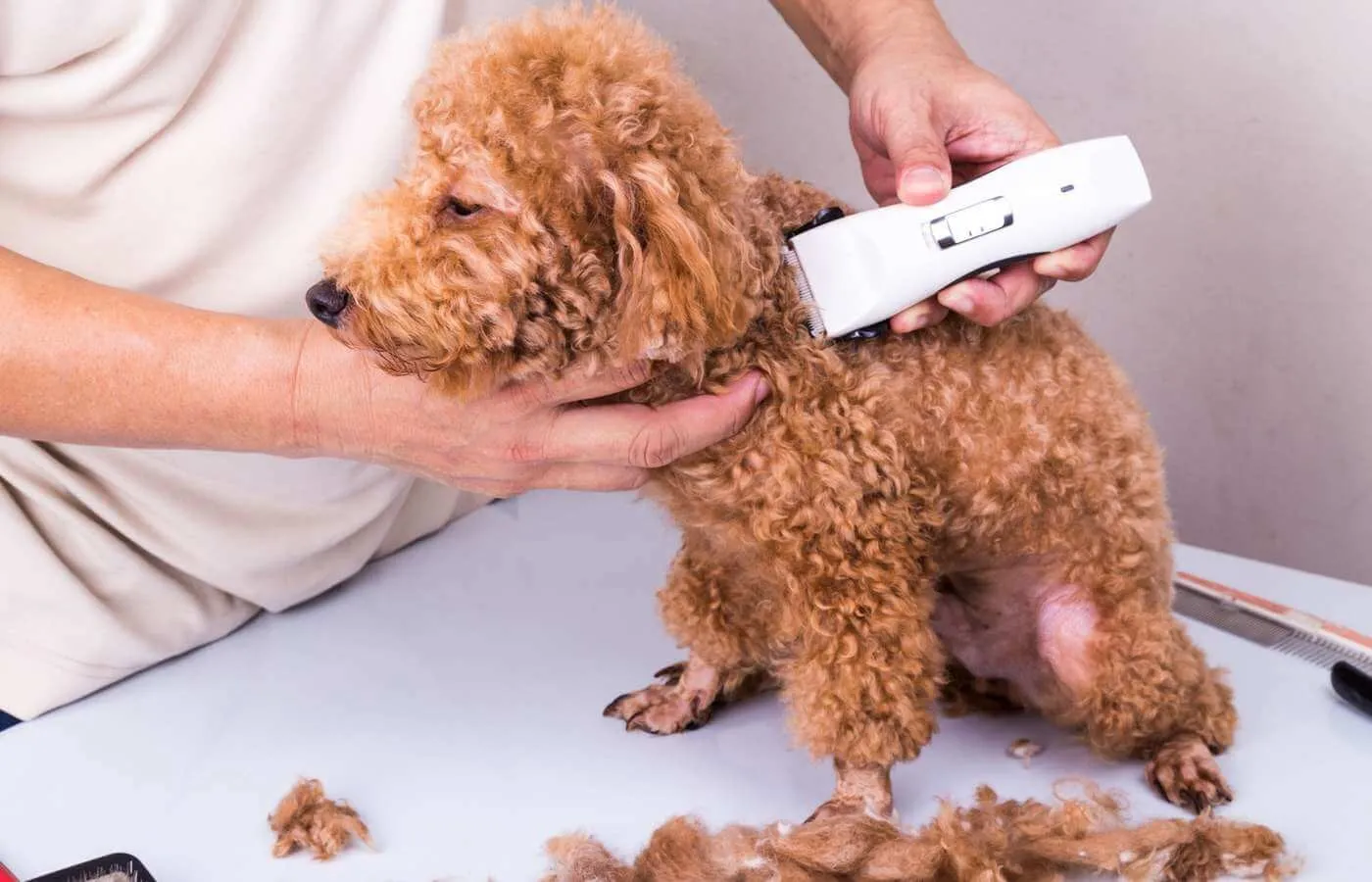 Sử dụng t&ocirc;ng đơ tạo kiểu để cắt tỉa l&ocirc;ng ch&oacute; Poodle đẹp