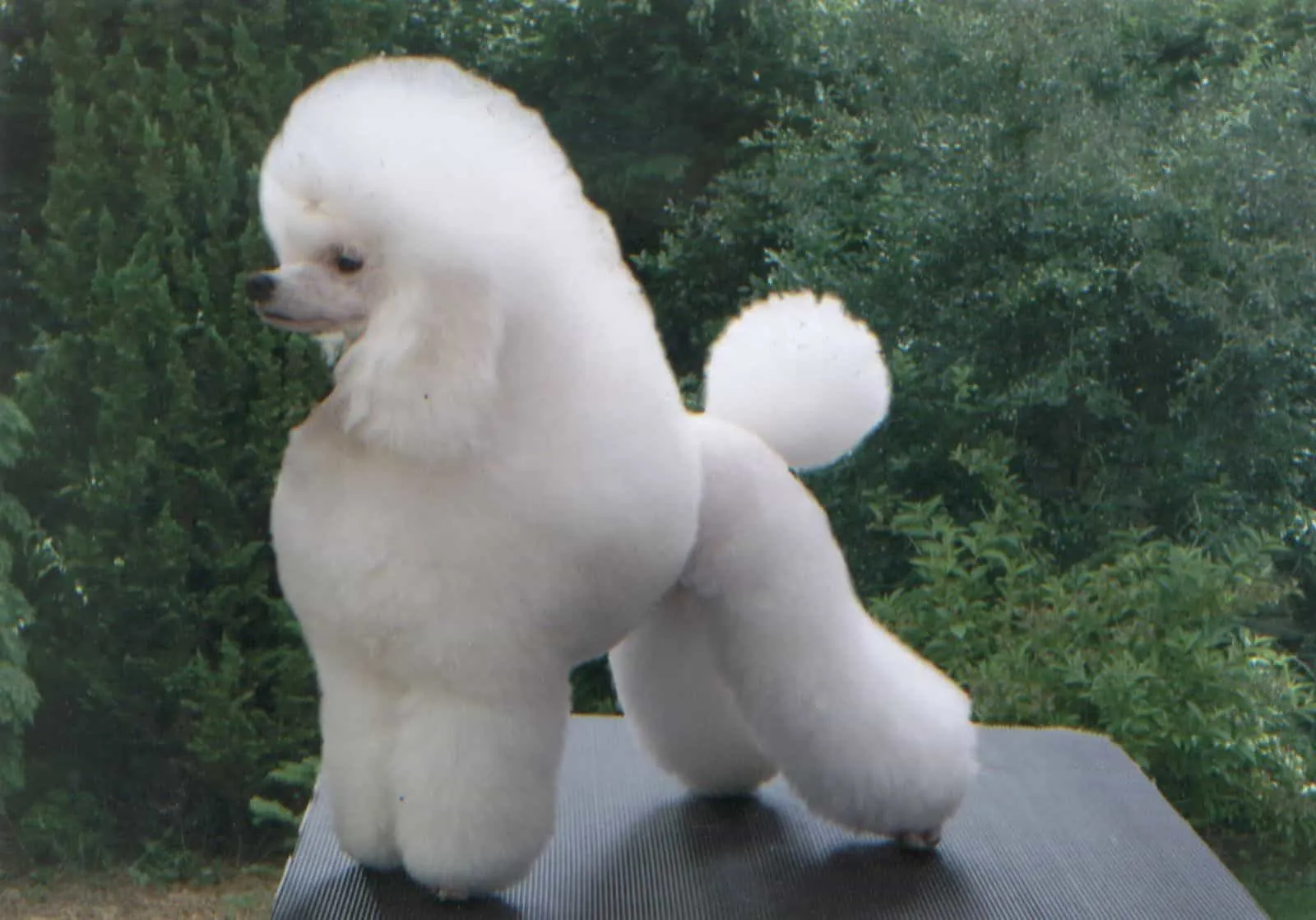 cắt tỉa l&ocirc;ng ch&oacute; poodle đẹp Mẫu Ai Cập huyền b&iacute; 