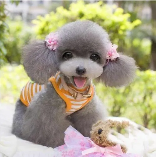 cắt tỉa l&ocirc;ng ch&oacute; poodle đẹp theo Style c&ocirc;ng ch&uacute;a