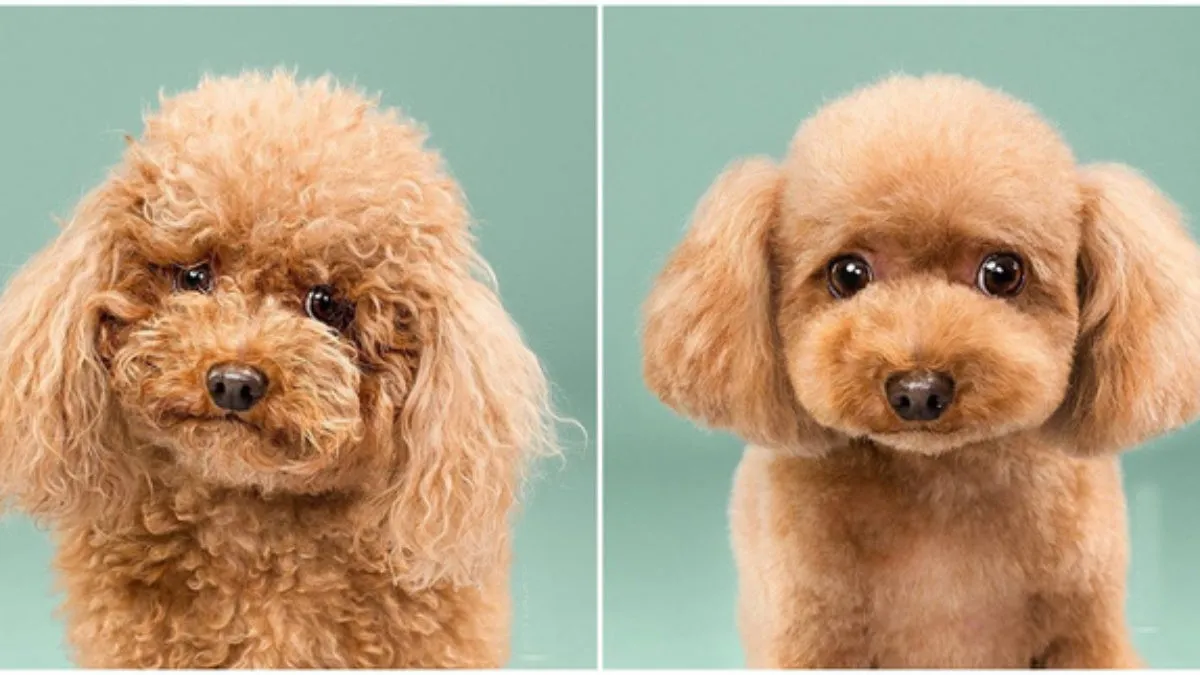 Cắt tỉa l&ocirc;ng ch&oacute; Poodle đẹp kiểu Teddy Bear