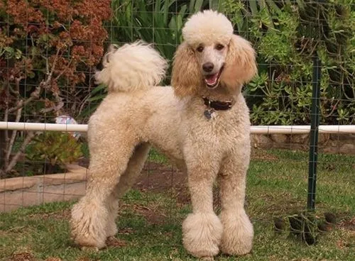 cắt tỉa l&ocirc;ng ch&oacute; poodle đẹp mẫu ti&ecirc;u y&ecirc;u tinh