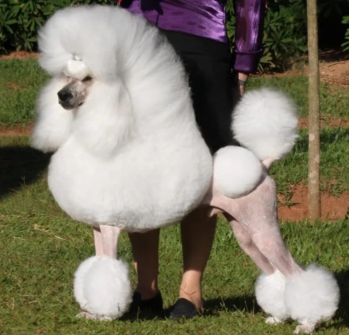 cắt tỉa l&ocirc;ng ch&oacute; poodle đẹp theo Phong c&aacute;ch ho&agrave;ng tử qu&yacute; tộc