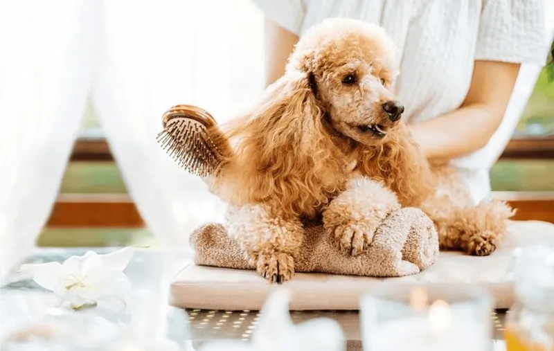 Sử dụng lược chải l&ocirc;ng x&ugrave; chuy&ecirc;n dụng để cắt tỉa l&ocirc;ng ch&oacute; Poodle đẹp