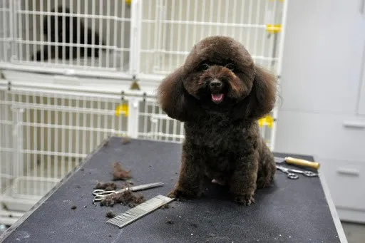 C&oacute; thể sử dụng th&ecirc;m b&agrave;n cắt tỉa l&ocirc;ng ch&oacute; Poodle đẹp