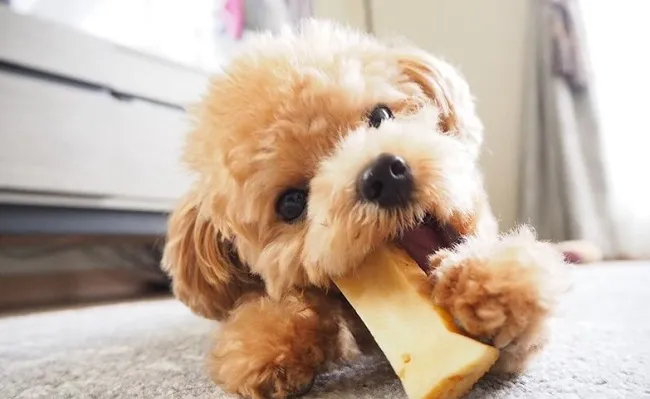 Chế độ dinh dưỡng khoa học gi&uacute;p ngăn ngừa bệnh Cushing ở ch&oacute; Poodle