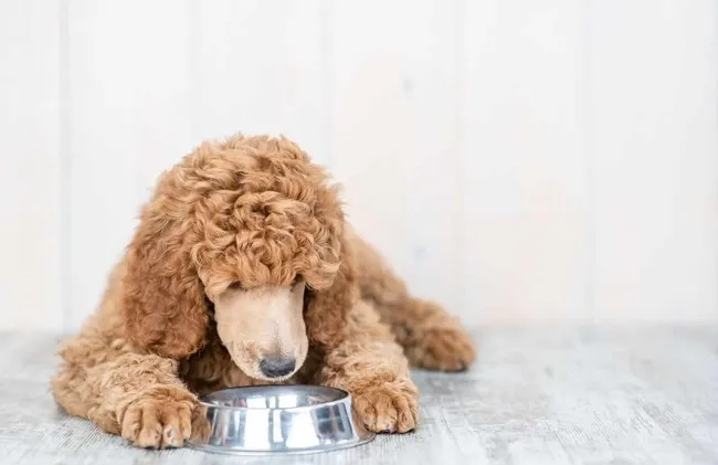 Chuyển đổi thức ăn cho ch&oacute; Poodle
