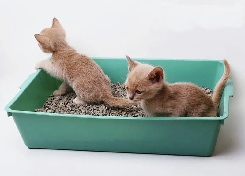 Huấn luyện m&egrave;o đi vệ sinh đ&uacute;ng chỗ bằng c&aacute;ch t&igrave;m hiểu c&aacute;c dấu hiệu khi m&egrave;o muốn đi vệ sinh