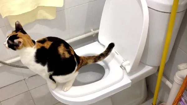 Bạn c&oacute; thể thực hiện c&aacute;ch dạy m&egrave;o đi vệ sinh đ&uacute;ng chỗ trong bồn vệ sinh đối với m&egrave;o trưởng th&agrave;nh