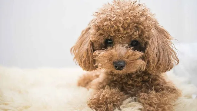 Giống ch&oacute; Toy Poodle