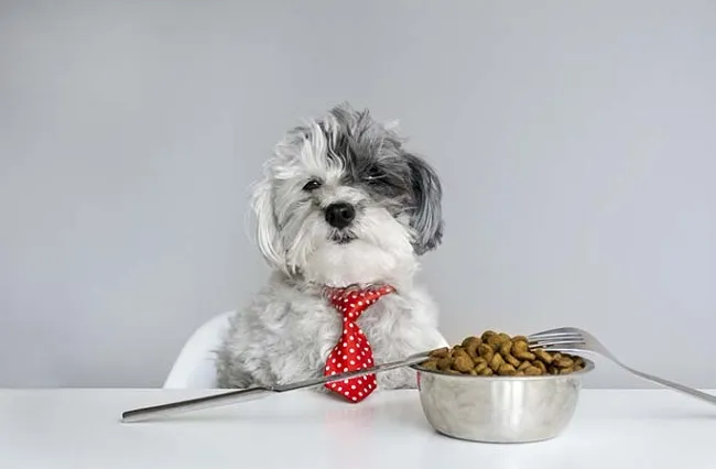 N&ecirc;n cho ch&oacute; Poodle ăn bao nhi&ecirc;u