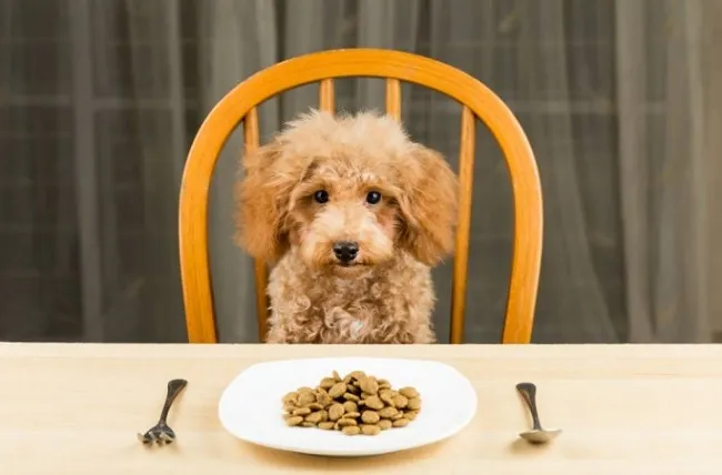 N&ecirc;n cho ch&oacute; Poodle ăn g&igrave; khi sử dụng thức ăn chế biến sẵn