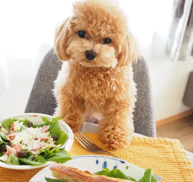 N&ecirc;n cho ch&oacute; Poodle ăn g&igrave; khi sử dụng thức ăn nấu tại nh&agrave;