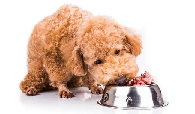 Nhu cầu dinh dưỡng của Poodle