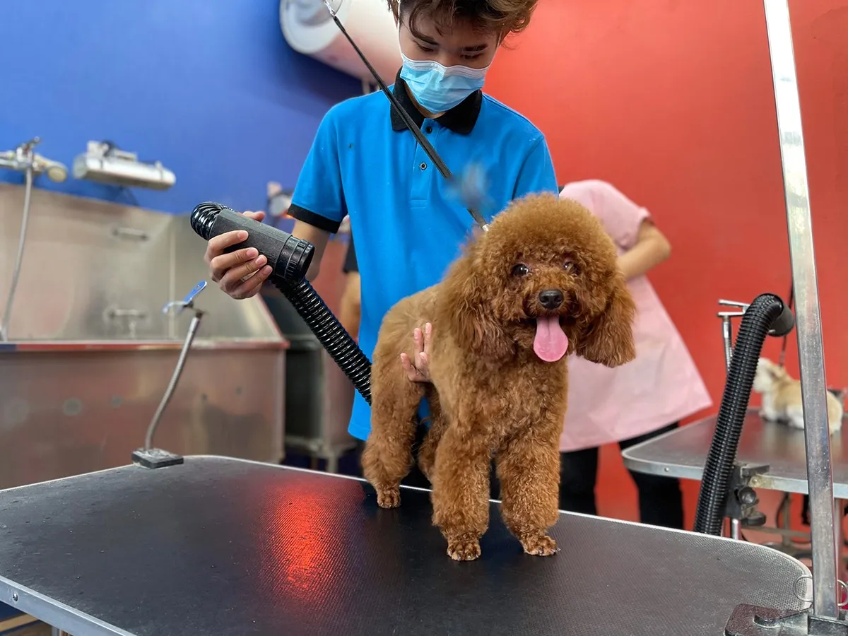 Sử dụng m&aacute;y sấy t&oacute;c để cắt tỉa l&ocirc;ng ch&oacute; Poodle đẹp