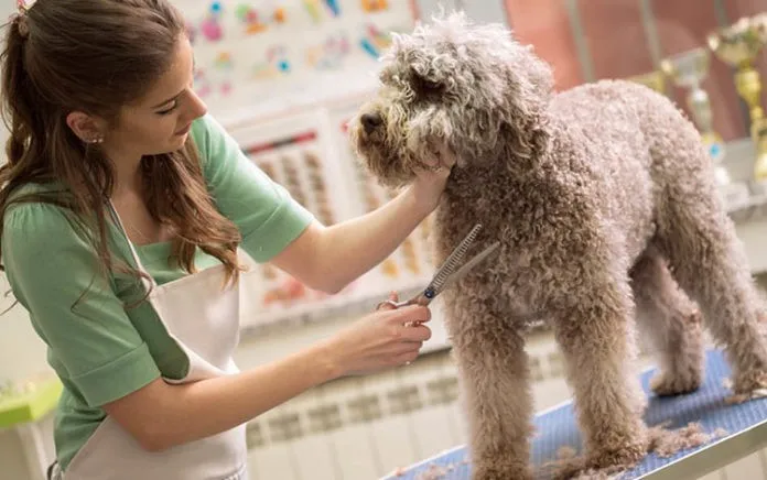 Đo độ d&agrave;i của l&ocirc;ng ch&oacute; bằng tay, sau đ&oacute; mới cắt tỉa l&ocirc;ng ch&oacute; Poodle đẹp