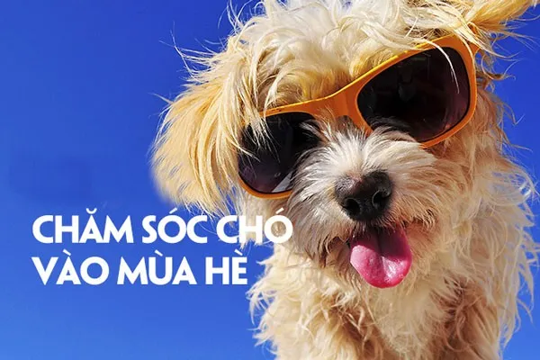 16 c&aacute;ch chăm s&oacute;c th&uacute; cưng m&ugrave;a h&egrave; bạn n&ecirc;n biết