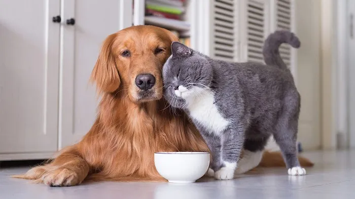 Chăm s&oacute;c th&uacute; cưng v&agrave;o ng&agrave;y nắng n&ecirc;n cho ch&uacute;ng v&agrave;o trong nh&agrave; hoặc nơi r&acirc;m m&aacute;t