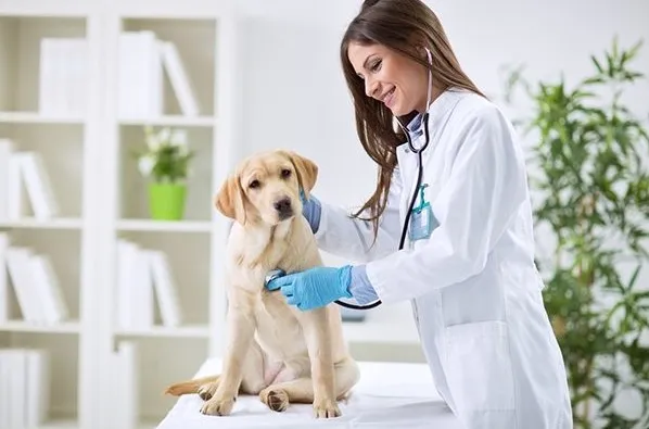 Chăm s&oacute;c th&uacute; cưng kịp thời khi thấy ch&uacute;ng c&oacute; dấu hiệu bất thường