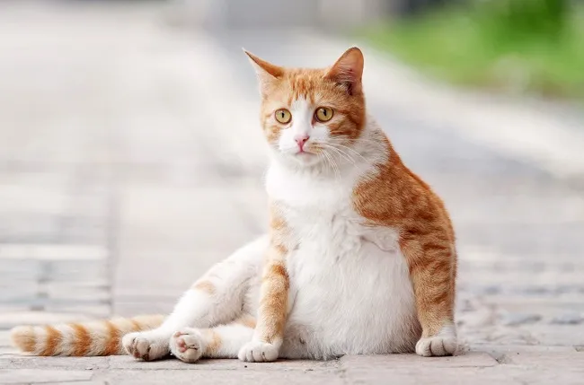 Dấu hiệu m&egrave;o mang thai